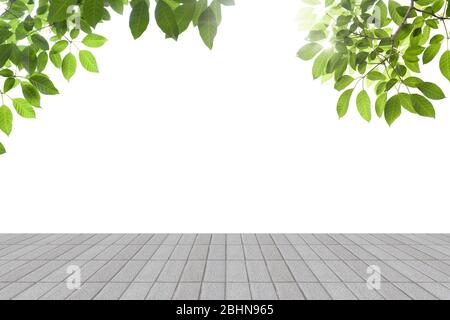 Fresh spring green leaves with  concrete  floor isolated Stock Photo