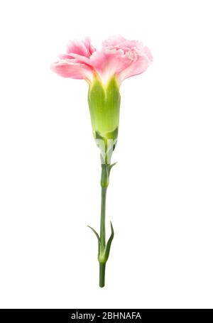 On top pink Dianthus chinensis isolated on white background Stock Photo