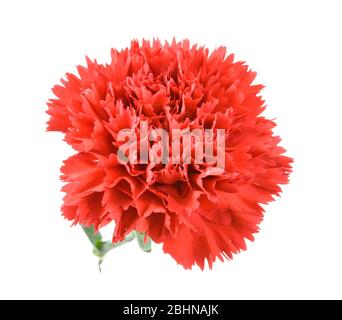 red carnations flower isolated on white background Stock Photo