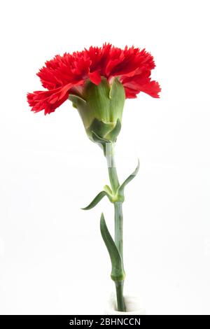 red carnations flower isolated on white background Stock Photo