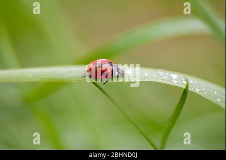 A ladybug sitting on a green leaf captured in a macro photo Stock Photo