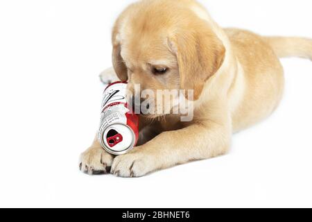 Nice little puppy of golden labrador retriever lying on floor playing with empty beer can. Close up portrait isolated on white. Concept for beer and d Stock Photo