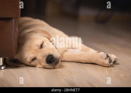 Close up view of cute golden labrador retriever dog sleeping on floor indoors on blurred background. Time to sleep, sweet dreams, goodnight, it was lo Stock Photo