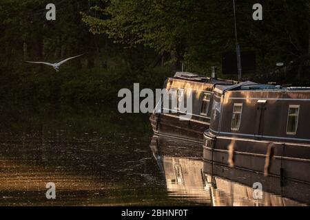 Pewsey Wharf, Wiltshire, UK. 19th April 2020. A heron at sunset on the Kennet & Avon Canal at Pewsey Wharf, Wiltshire. Stock Photo