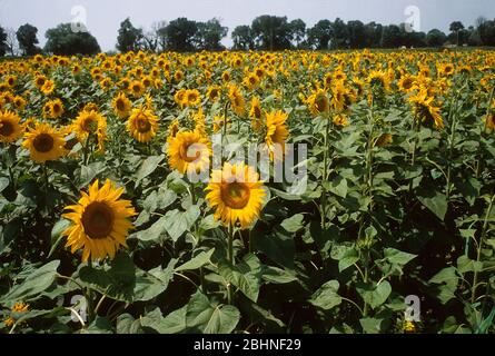 Sunflower field in the Camargue, South France. Stock Photo
