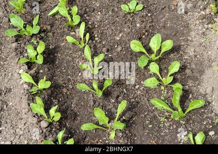 Perpetual spinach plants growing in an organic garden vegetable plot Stock Photo