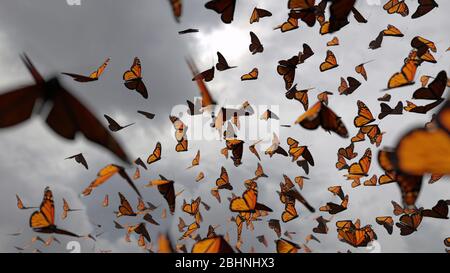 group of monarch butterflies, Danaus plexippus swarm in front of dark clouds Stock Photo