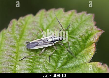 Meadow Plant Bug Leptopterna dolabrata Stock Photo