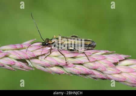 Thick-legged Flower Beetle Oedemera nobilis (male) at RSPB St Aidans Nature Park, nr Leeds, UK Stock Photo