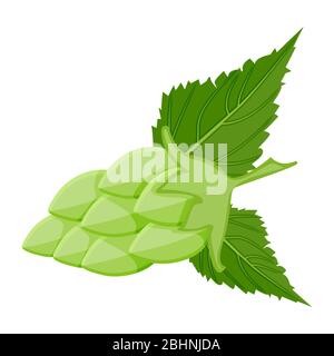 Hop cone isolated on white background. Stylized hops with leafs icons or logos for ale, lager, bitter beer labels and packaging. Vector illustration Stock Vector