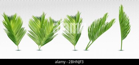 Tropical exotic leaf from different angles. 3D realistic palm leaves on transparent background. Icon set. Vector illustration. Stock Vector