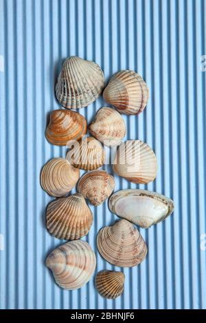 Summer sea shells on a blue background, top view and right side copy space Stock Photo