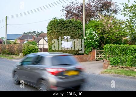 Chippenham, Wiltshire UK, 27th April, 2020. As scientific advisers in the UK discuss whether the public should wear face masks in public a car is pictured driving past a large face mask that has been hung on a hedge in Chippeneham, Wiltshire.  Credit: Lynchpics/Alamy Live News Stock Photo