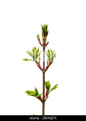 Young branch of a maple tree with blooming green leaves isolated on white. Acer platanoides, the Norway maple. Branch with leaves and buds on a white Stock Photo