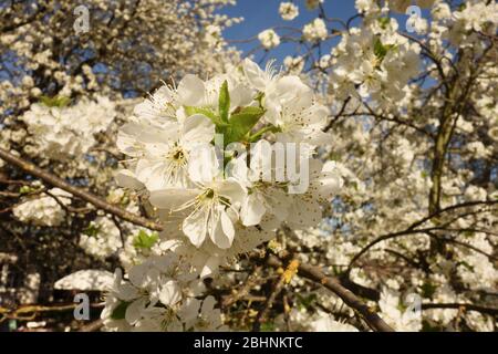 Cherry blossom, fruit blossom in the german Rhineland at springtime against blue sky Stock Photo