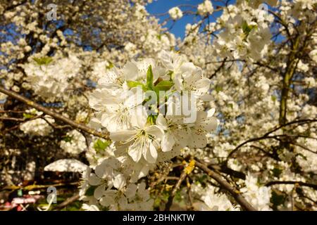 Cherry blossom, fruit blossom in the german Rhineland at springtime against blue sky Stock Photo