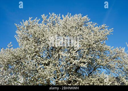 Cherry blossom, fruit blossom in the german Rhineland at springtime against blue sky Stock Photo