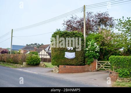 Chippenham, Wiltshire UK, 27th April, 2020. As scientific advisers in the UK discuss whether the public should wear face masks in public a large face mask that has been hung on a hedge is pictured in Chippeneham, Wiltshire.  Credit: Lynchpics/Alamy Live News Stock Photo