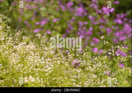 Northern Bedstraw (Galium Boreale) flowers in spring forest Stock Photo