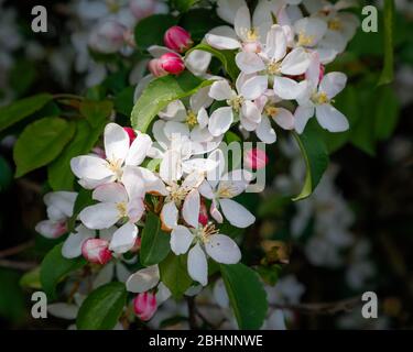 Close-up of white blossom of a crab apple tree (Malus sylvestris) with pink buds and green leaves. Stock Photo