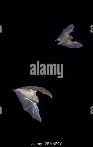 Egyptian Fruit Bats (Rousettus aegyptiacus) in flight at night. Photographed in the Mediterranean  region, Israel. The Egyptian rousette, or Egyptian Stock Photo