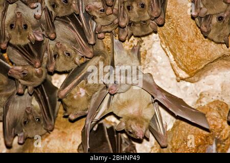 Egyptian rousette bat hanging from a cave ceiling. The Egyptian rousette, or Egyptian fruit bat, (Rousettus aegyptiacus) is a widespread African fruit Stock Photo