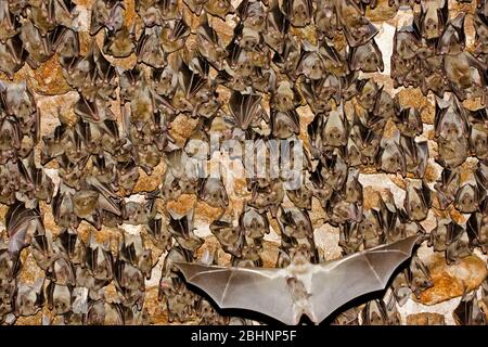 Egyptian rousette bat hanging from a cave ceiling. The Egyptian rousette, or Egyptian fruit bat, (Rousettus aegyptiacus) is a widespread African fruit Stock Photo