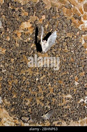 Egyptian rousette bat hanging from a cave ceiling. The Egyptian rousette, or Egyptian fruit bat, (Rousettus aegyptiacus) is a widespread African fruit Stock Photo