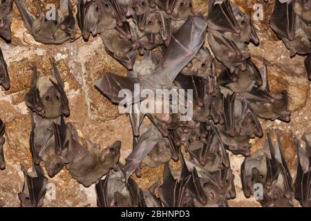 Egyptian rousette bat hanging from a cave ceiling. The Egyptian rousette, or Egyptian fruit bat, (Rousettus aegyptiacus) is a widespread African fruit Stock Photo