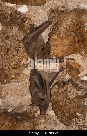 Egyptian rousette bat hanging from a cave ceiling. The Egyptian rousette, or Egyptian fruit bat, (Rousettus aegyptiacus) is a widespread African fruit Stock Photo