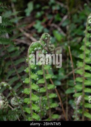 Unfurling Fern Stock Photo