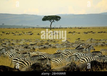 Annual migration of over one million white bearded (or brindled) wildebeest and 200,000 zebras at Serengeti National Park, Tanzania, Stock Photo