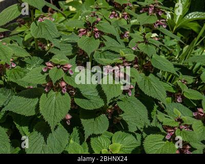 The flowers and deeply cut foliage of Lamium orvala Stock Photo