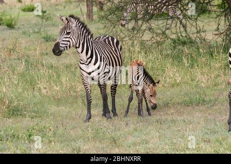 Juvenile Zebra foal with its mother Photographed in Tanzania Stock Photo