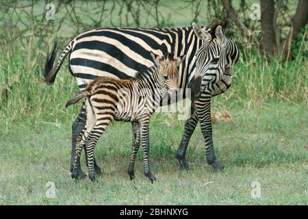 Juvenile Zebra foal with its mother Photographed in Tanzania Stock Photo