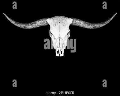 Horns skul mammal on the wall animal wildlife Stock Photo