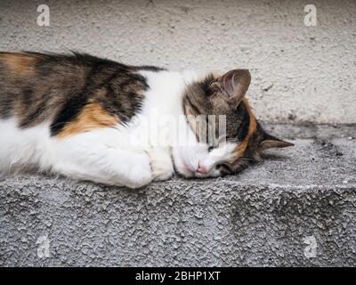 Beautiful domestic cat is sleeping sweetly on the street Stock Photo