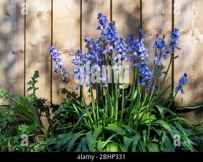 Spanish bluebells, Hyacinthoides hispanica. By fence in spring sunshine. UK.