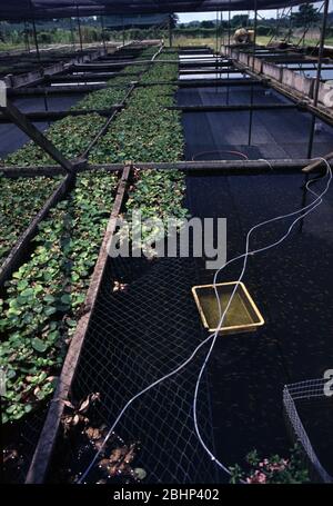 Singapore's aquarium fish farm Stock Photo