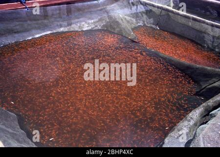 Singapore's aquarium fish farm: golden molly Stock Photo