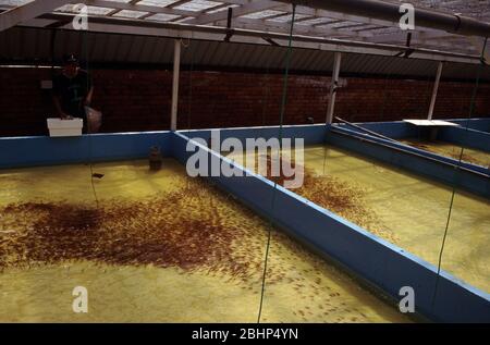 Singapore's aquarium fish farm: clown loach (Chromobotia macracanthus) Stock Photo