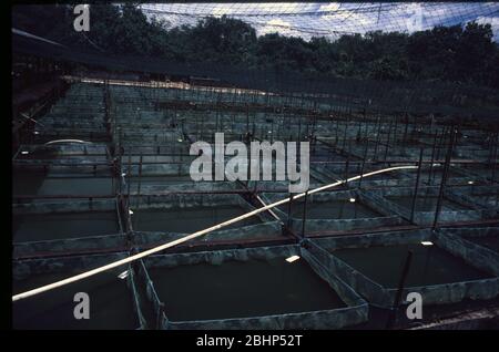 Singapore's aquarium fish farm Stock Photo