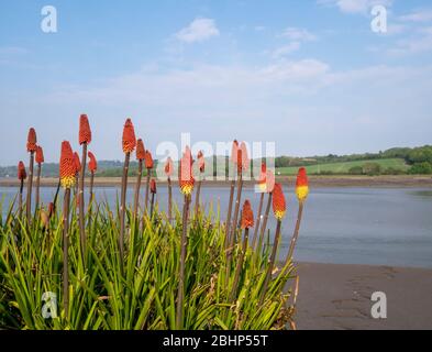 Kniphofia in flower by waterside aka tritoma, red hot poker, torch lily, knofflers or poker plant. Stock Photo