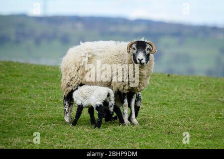 Close-up of 1 sheep (ewe) & 2 tiny lambs standing on grass in farm field in spring (youngsters feeding & mother staring at camera) - England, GB, UK. Stock Photo