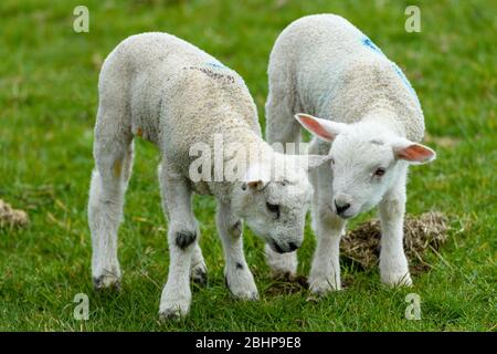 2 small cute white lambs on grass, standing close (heads together) side by side in farm field in springtime - West Yorkshire, England, GB, UK. Stock Photo