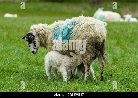 1 mule sheep ewe & 2 tiny lambs close-up, standing on farm field grass in spring (hungry offspring feeding & mother looking down) - England, GB, UK.