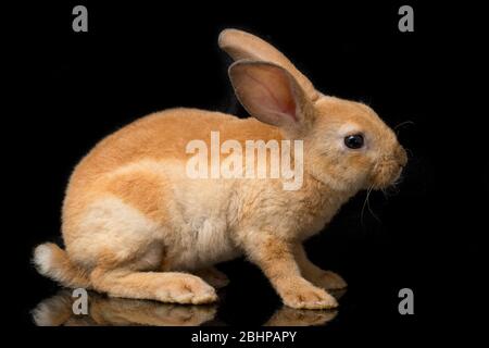 Cute red orange brown rex rabbit isolated on black background Stock Photo