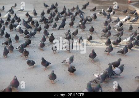 Lot of pigeons on the pavement Stock Photo