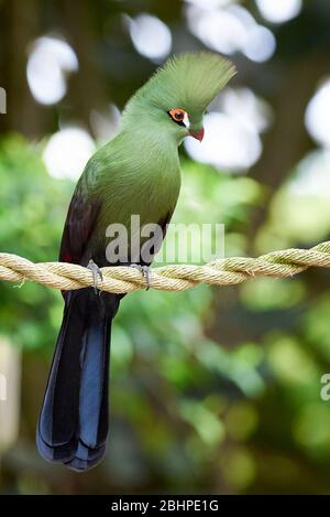 White-cheeked turaco closeup ( Tauraco leucotis ) Stock Photo