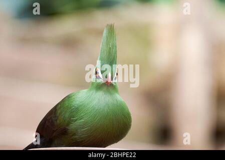 White-cheeked turaco closeup ( Tauraco leucotis ) Stock Photo